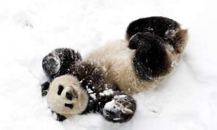 Sevimli Panda Da Mao ve Kar! Her Şey Doğasında Güzel!