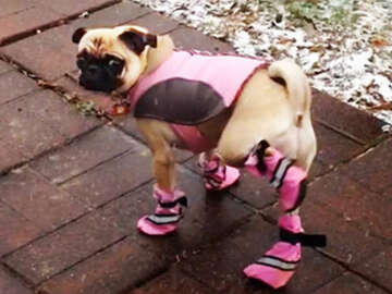 İlk Defa Köpek Ayakkabısı Giyen Köpekler