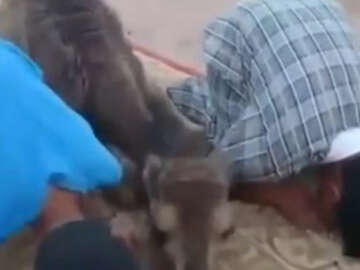 Çocuklarla Namaz Kılan Yavru Deve