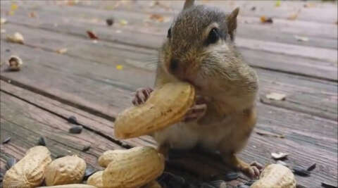  Bu Nasıl Bir Fıstık Yeme Şeklidir Komik Sincap!