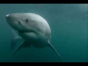 Kayalıklardan Köpek Balığının Üstüne Atlayan Adam.