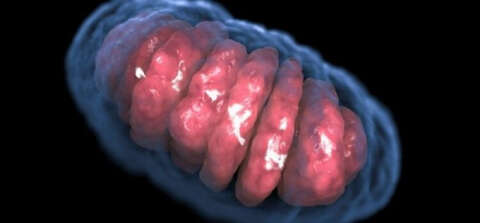 Mitokondri bulundurmayan ilk ökaryot hücre keşfedildi
