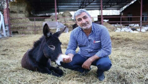 Bursa'da eşek sütü üretip Türkiye'ye gönderiyor