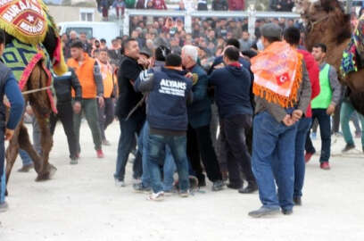 Develer güreşti, sahipleri kavga etti