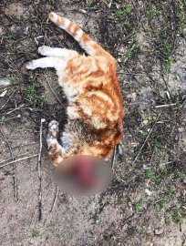 Kafası kesilen kedi hayvanseverleri harekete geçirdi