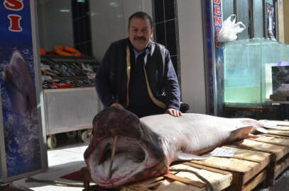 200 kiloluk köpek balığı görenleri hayrete düşürdü