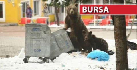 Kış uykusundan uyanan ayı ailesi Uludağ’da böyle görüntülendi