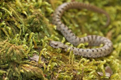 Boynuzlu engerek yılanını görüntülediler