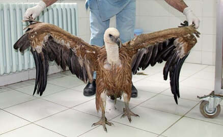 Saçmaların hedefi olan akbaba öldü