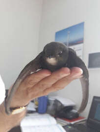 Ordu’da ebabil kuşu bulundu