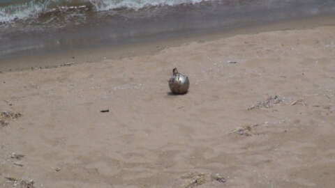 Şile sahilinde mayın paniği