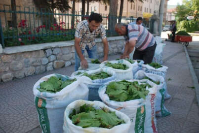 Meşhur Tokat bağ yaprağının tarladan sofraya zahmetli yolculuğu
