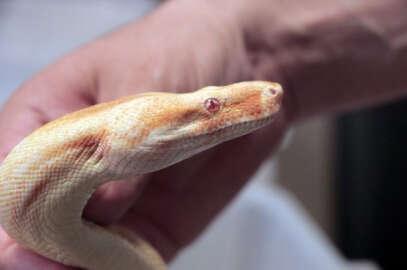 Ülkeye yasa dışı yollarla sokulan piton ve boa yılanına el konuldu