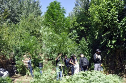 Dev kenevirler polisi şaşırttı