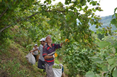 Karadeniz’de fındık hasadı başladı