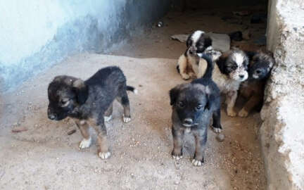 7 tane yavru köpeği çuvalla inşaata attılar