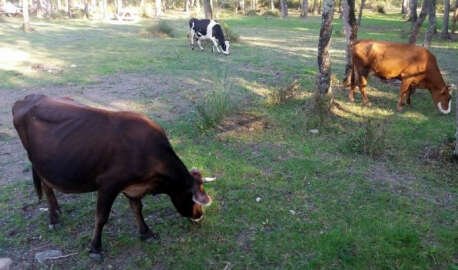 Besicilerden ‘kurban hissesi’ uyarısı