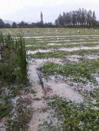 Aniden bastıran dolu, mahsullere zarar verdi