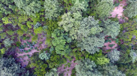 Bursa'da ormanı uyuşturucu tarlasına çevirdiler