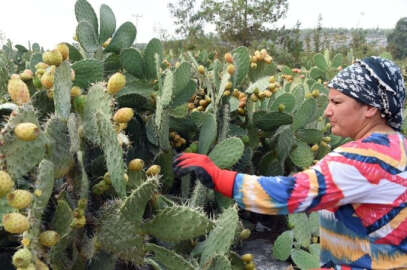 Dikenli incirin geleceği tanıtımda