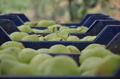 İnegöl’de armut hasadı başladı