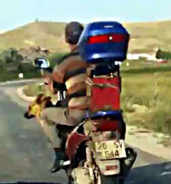 Motosiklette köpek ile tehlikeli yolculuk