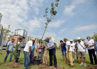 Atom bombasına direnen ağaç Antalya’da kök salacak