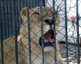 Sıcaktan bunalan yaban hayvanlarına fıskiyeli serinletme
