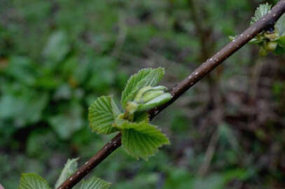 Fındıkta büyük endişe