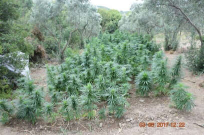 Bursa’da 2 bin 54 kök Hint keneviri ele geçirildi