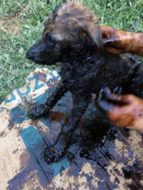 Zifte bulanan yavru köpekler 5 teneke zeytinyağı ile temizlendi