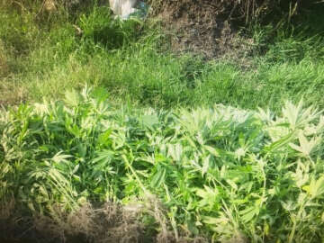 Bafra’da 245 kök Hint keneviri ele geçirildi