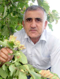 Araban Ovasında ilk kez fındık yetişti