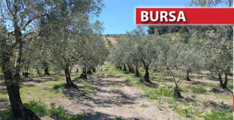 Bursa'da gergedan böcekleri zeytinlikleri mesken tuttu