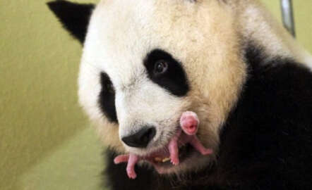 Fransız First Lady yeni doğan pandanın manevi annesi oldu