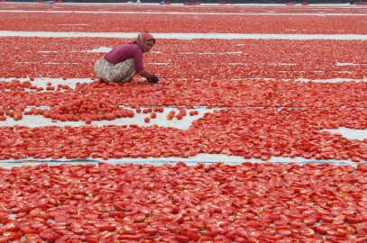 Torbalı’dan dünyaya 60 bin ton kuru domates