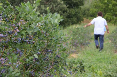 (Özel Haber) Kimsenin ekmediği meyvenin kilosunu 25 liradan satıyor