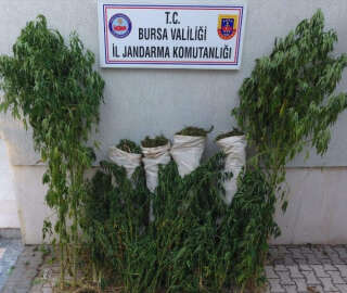 Sazlık alanda 189 kök kenevir ile 27 kilo esrar ele geçirildi