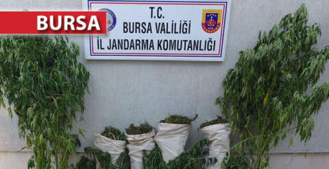 Sazlık alanda 189 kök kenevir ile 27 kilo esrar ele geçirildi