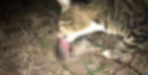 Antalya’da zehirlenmiş ve kafası ezilmiş halde 20 yavru kedi bulundu