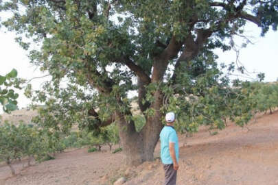(Özel Haber) Bin yaşında, iki çeşit ürün veriyor