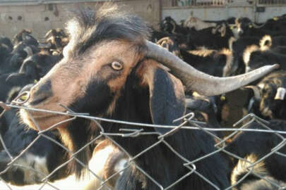 Saygılı: "Stoklardaki kurbanlık küçükbaş hayvan sayısı yeterli"