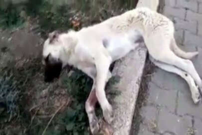 Köpeğe çarpan sürücü yoluna devam etti