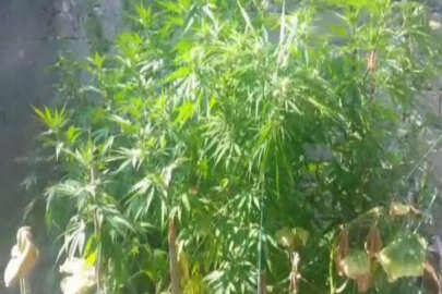 İznik’te Hint keneviri operasyonu