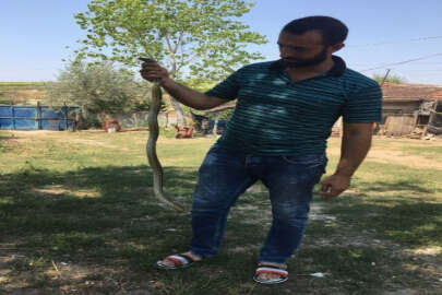 Kendisine saldıran yılanı eliyle yakaladı