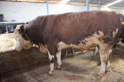 1.2 tonluk dana görenleri şaşkına çeviriyor