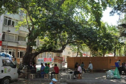 Asırlık çınar ağacını heykeller yükseltecek