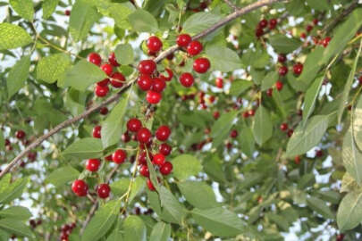 40 ton vişne ağaç dallarında çürüyor