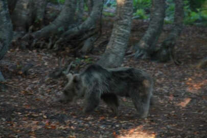 Uludağ’a çıkacak dağcılara "ayı" uyarısı