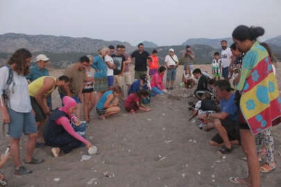 Yavru caretta caretta’lar denizle buluştu